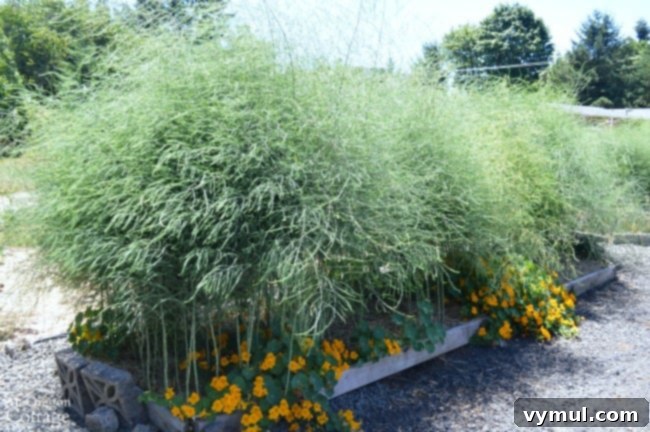 From Plot to Plate: Savoring Summer's Yield 8 Asparagus beds in July 2016