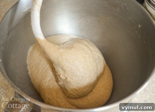 kneading sourdough English muffin dough