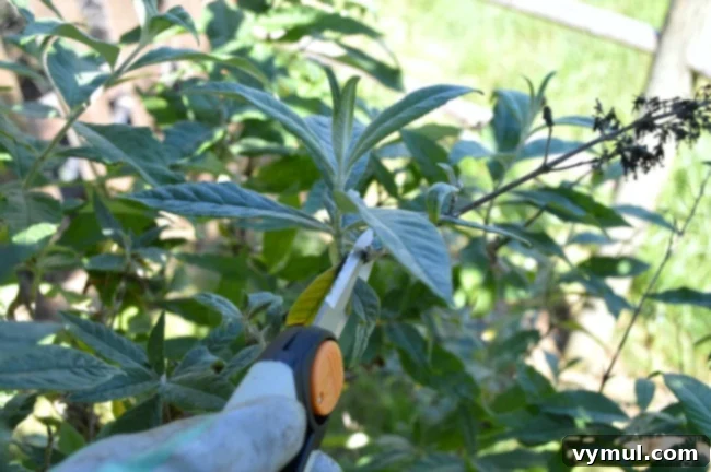 Clipping tips from a Butterfly Bush (Buddleia) to encourage more summer blooms.
