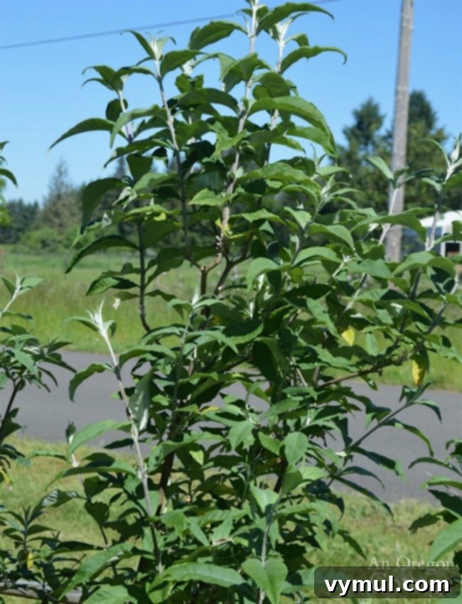 Vibrant Butterfly Bush (Buddleia) after pruning, showing healthy and compact growth.