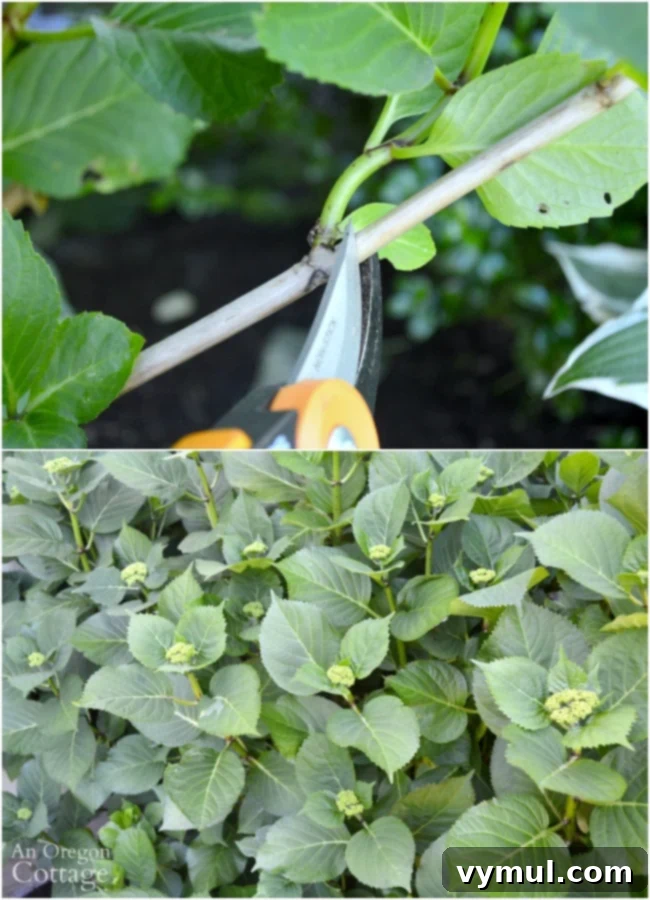 Beautiful Lacecap Hydrangea, highlighting its delicate bloom structure.