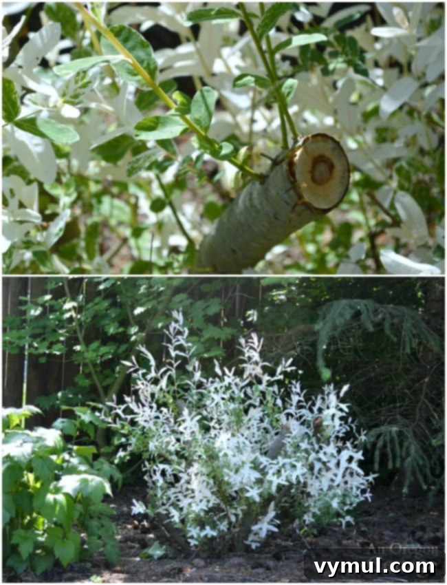 A freshly pruned Dappled Willow, showcasing its vibrant new foliage.
