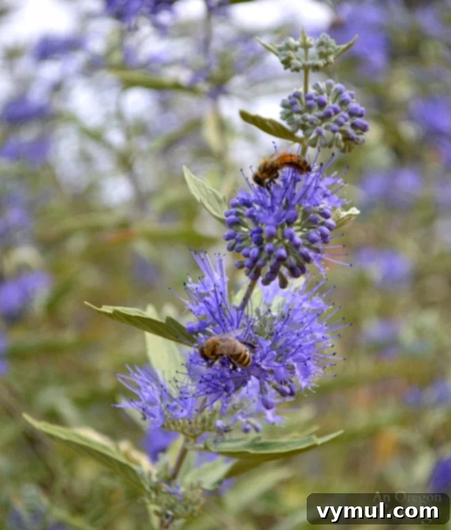 Beautiful Fall blooming Blue Mist Shrub (Caryopteris) in full autumn glory.