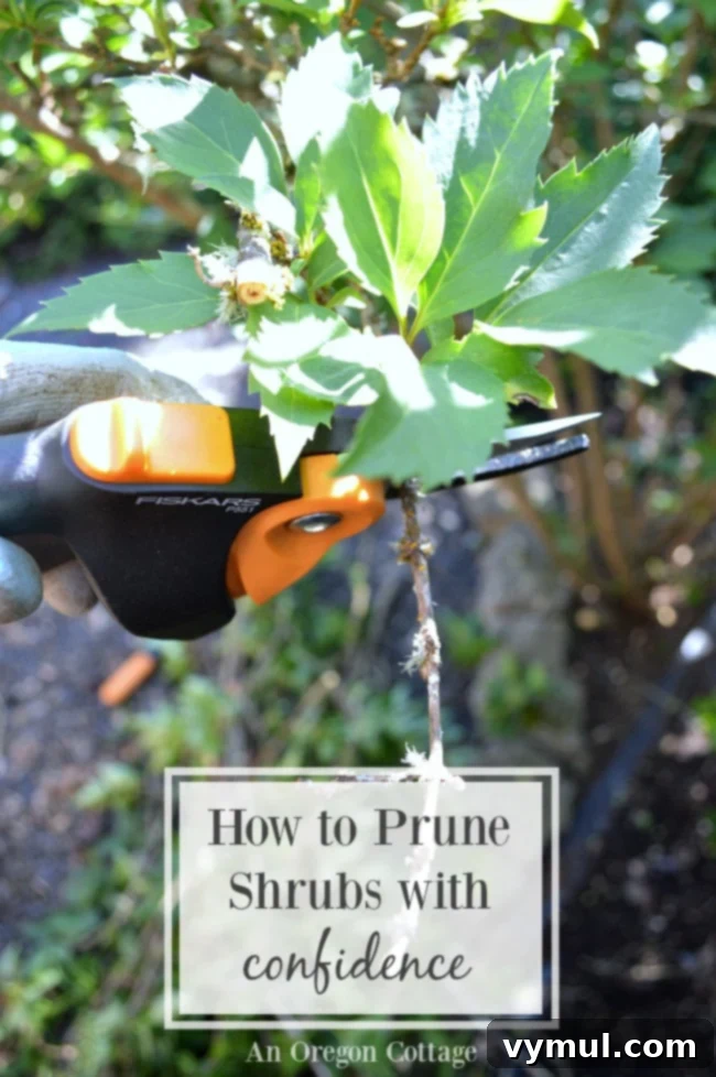 Complete guide to pruning shrubs for healthier plants and more blooms, with seasonal tips for hydrangeas, roses, boxwood, and arborvitae.