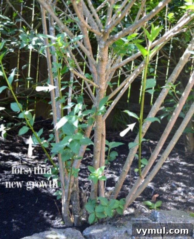 Fresh new growth on Forsythia after proper pruning, showing improved plant health.