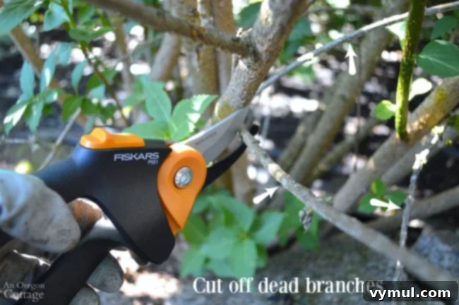 Removing small, dead, or brittle branches to improve shrub health and appearance.