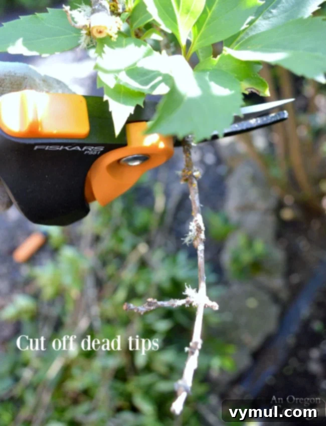 Clipping off dead tips and spent flowers back to new, healthy growth on a shrub.