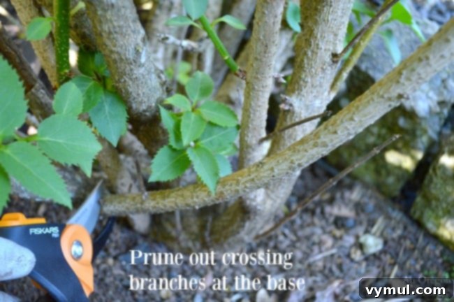 Pruning crossing branches at the base to improve shrub structure and air circulation.