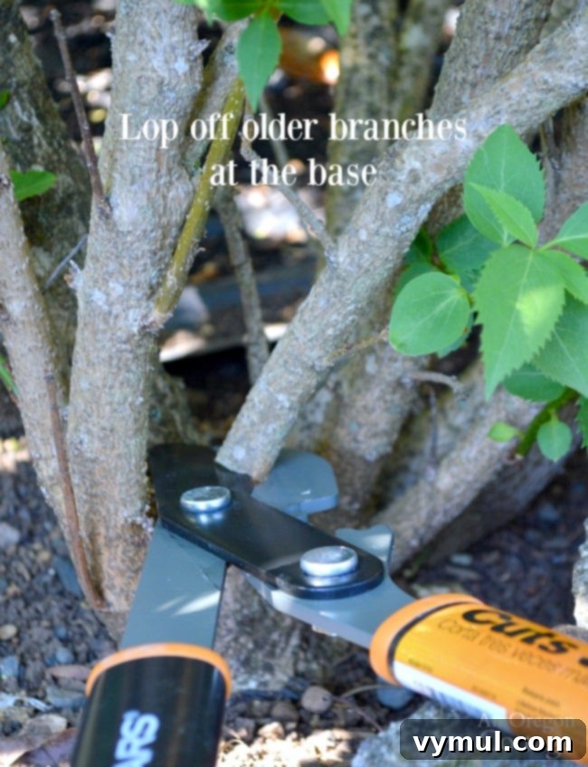 Removing older, less productive branches at the base of a shrub to promote new growth.