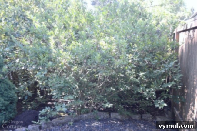 Overgrown Forsythia shrub before seasonal pruning, showing sparse growth.