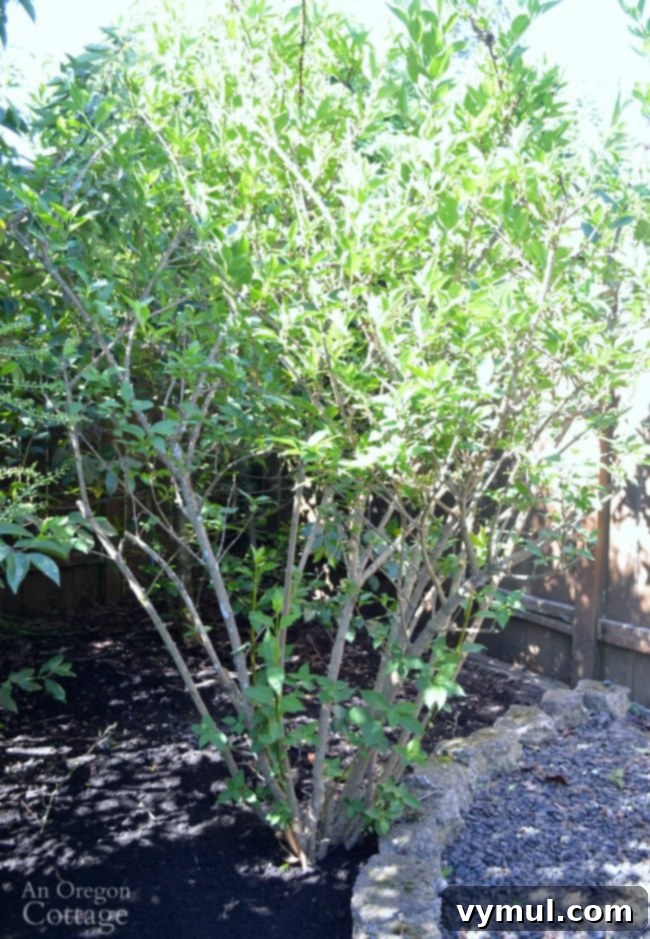 Thriving Forsythia shrub after proper seasonal pruning, exhibiting healthy new growth and improved shape.