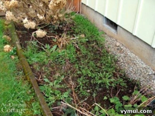 Weed-filled Flower Bed Early Spring