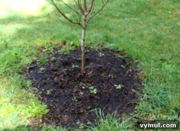 Using paper and mulch around trees