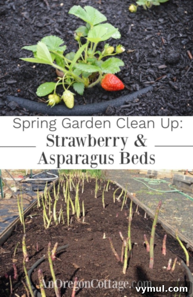 Spring cleanup of asparagus and strawberry beds for optimal growth and yield
