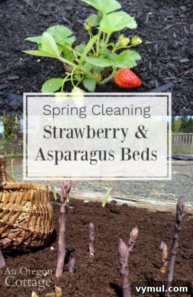 Spring cleaning guide for asparagus and strawberry beds