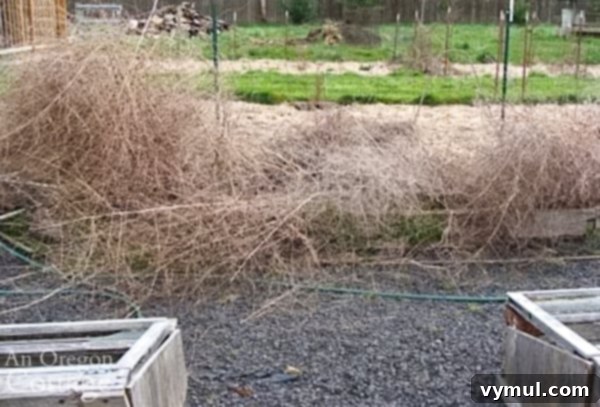 Asparagus bed before spring cleanup