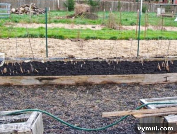 Asparagus bed after thorough spring cleanup