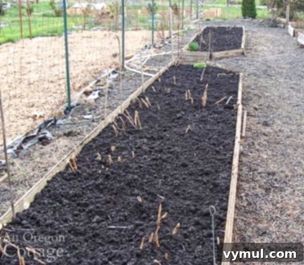 Young spring asparagus shoots in a freshly cleaned garden bed