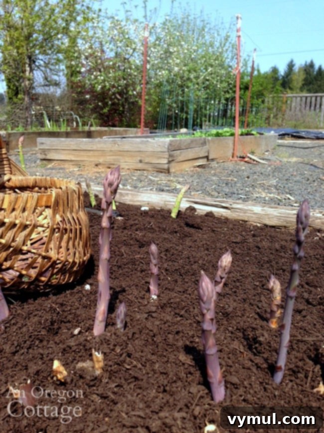 Harvesting fresh asparagus spears from a spring garden bed