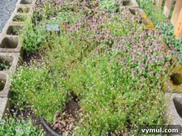 Strawberry bed before spring cleanup showing significant weed growth