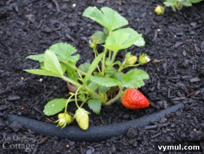 First ripe strawberries of the season in a productive garden bed