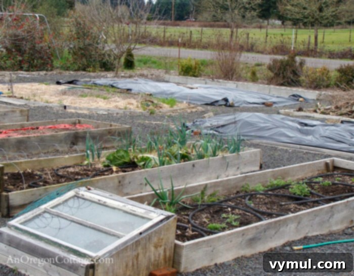 February Garden Essentials: PNW and Beyond 3 Raised garden beds in February, illustrating winter garden preparation and planning tasks.