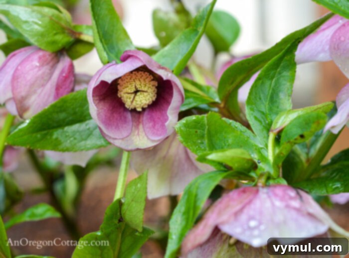 February Garden Essentials: PNW and Beyond 4 Vibrant purple hellebore bloom in late winter, a beautiful example of early flowering plants.