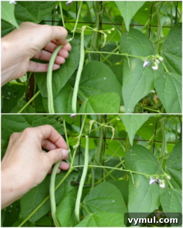 How to harvest green beans