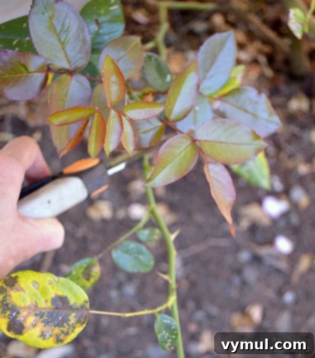 Pruning roses to new growth in summer