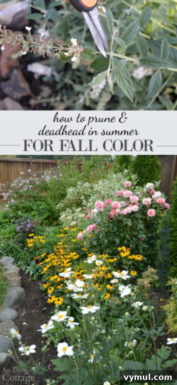 How to prune and deadhead shrubs & perennials in summer for Fall color - a little time spent pruning in summer will keep them blooming through the fall.