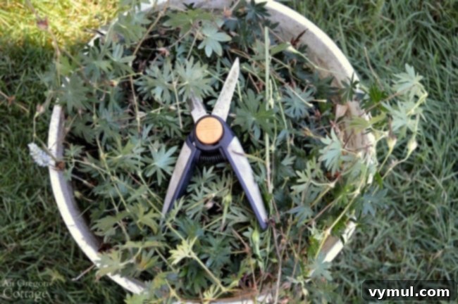 Tools for pruning and deadheading perennials and shrubs for fall color