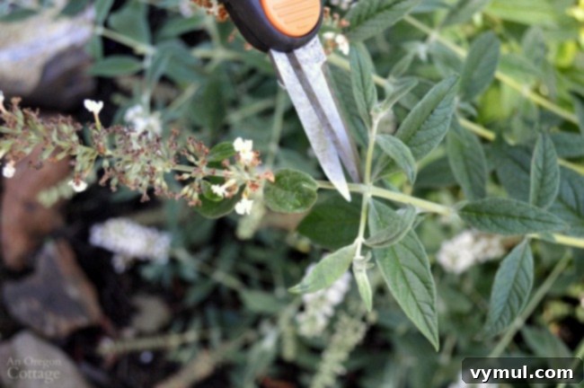 Deadheading-pruning buddleia for continued bloom