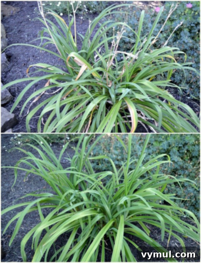 Daylily before and after summer pruning and deadheading