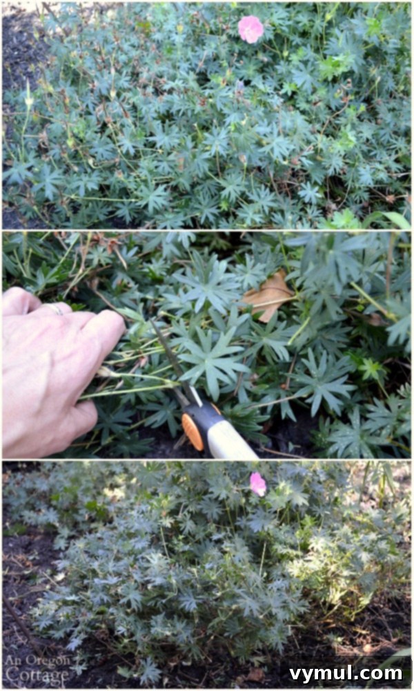 Pruning hardy geranium in summer by shearing