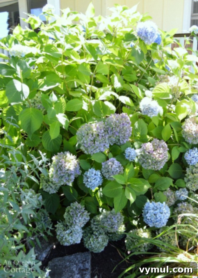 Hydrangea before pruning-deadheading