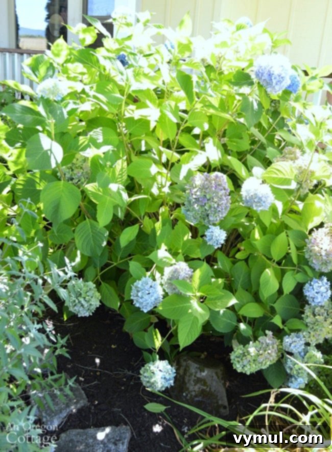 Hydrangea after midsummer pruning
