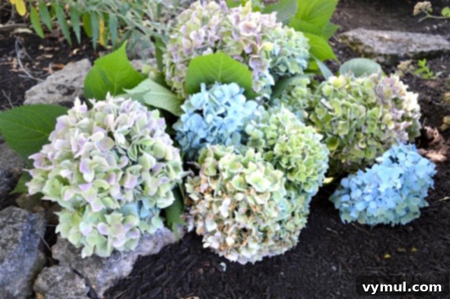 Cut hydrangea blossoms