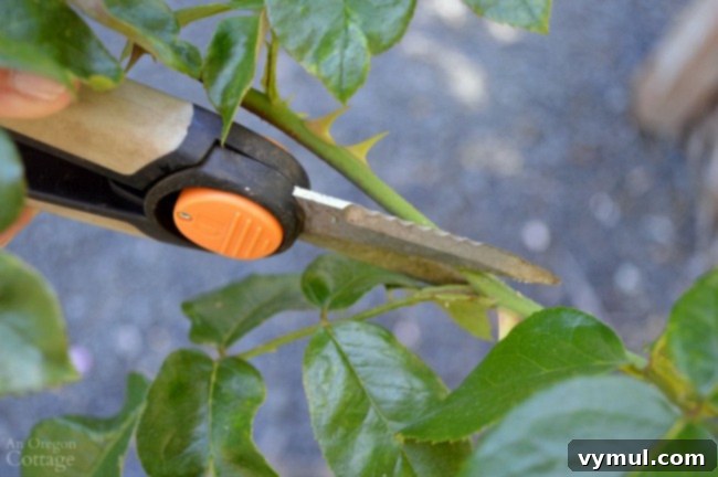 Deadheading roses at five-leaf junction