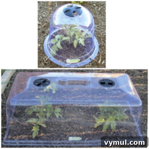 Beyond Summer: Season Extension for Bigger Longer Harvests 4 Various garden cloches: a traditional bell jar cloche and a rectangular cloche with vents, both used for individual plant protection.