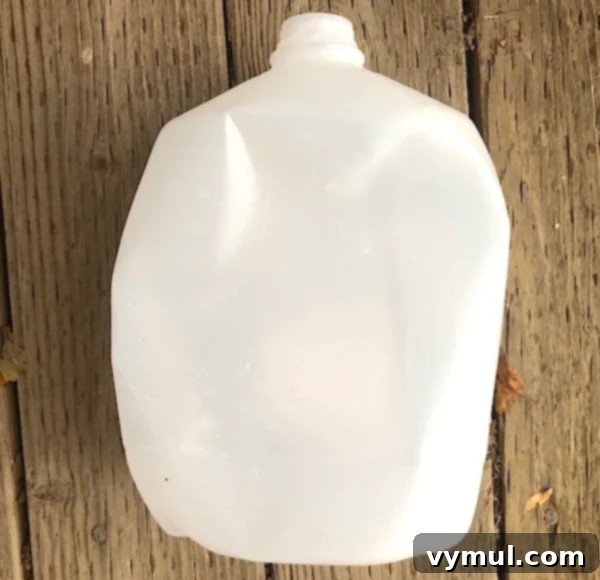 Beyond Summer: Season Extension for Bigger Longer Harvests 5 Recycled milk jug with its bottom cut off, repurposed as a simple cloche to protect a young garden plant.
