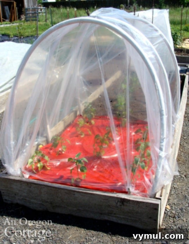 Beyond Summer: Season Extension for Bigger Longer Harvests 7 A simple DIY PVC raised bed hoop house covered with clear plastic, protecting plants and creating a warmer microclimate for an extended growing season.