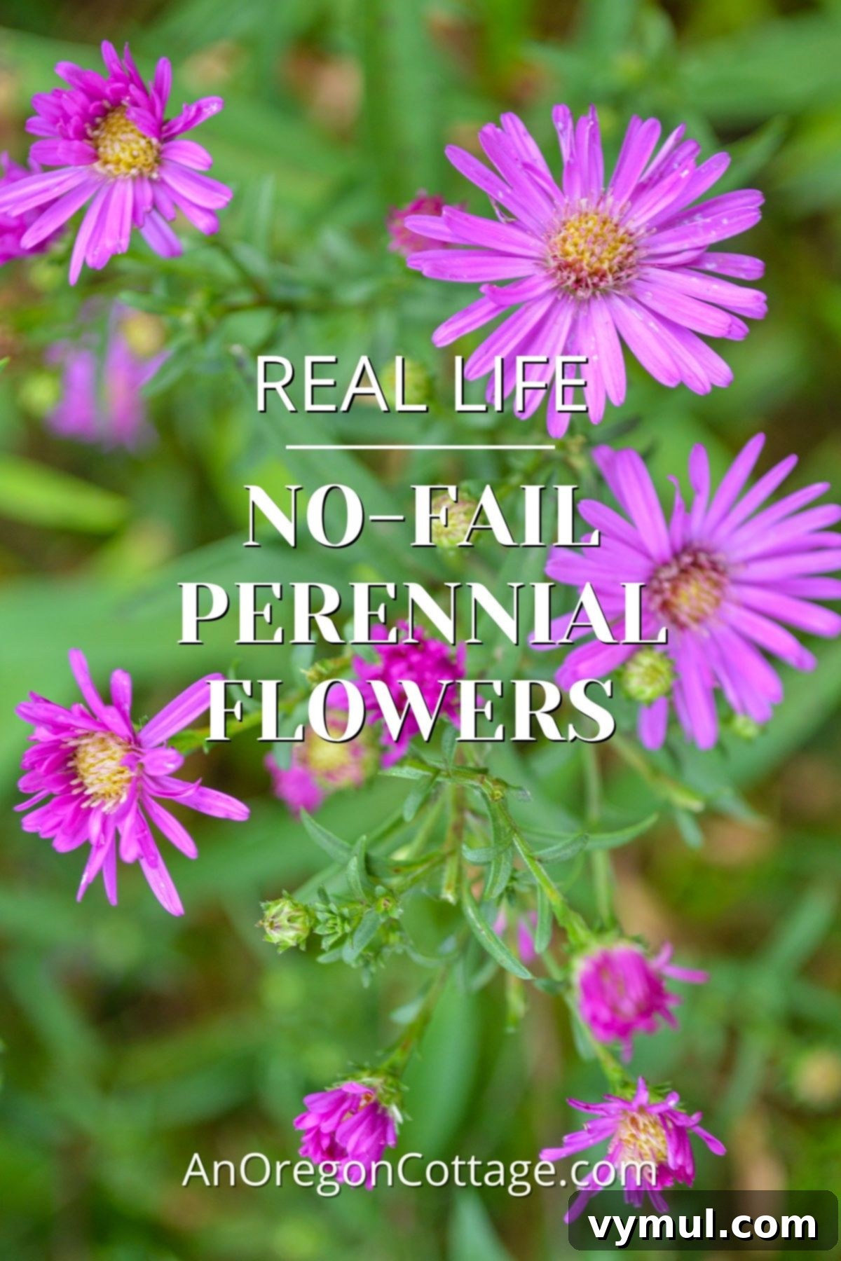 Foolproof Perennials 2 no fail perennial flowers-purple aster
