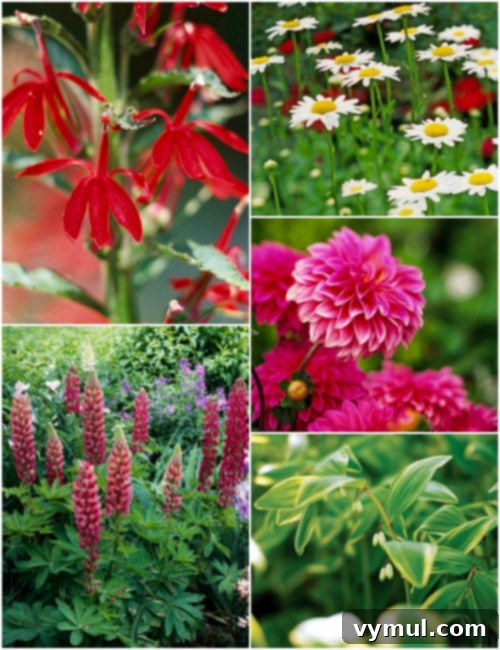Foolproof Perennials 3 BHG perennial flowers listed for the PNW
