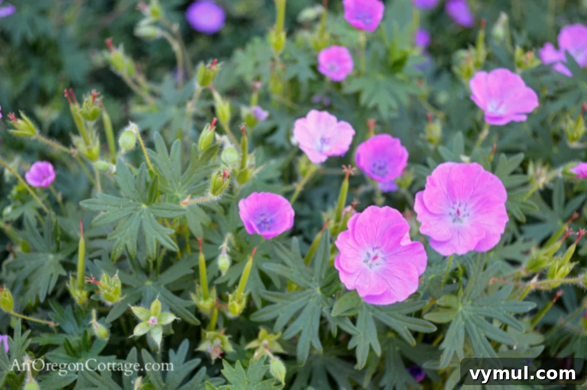Foolproof Perennials 4 June Hardy Geranium-monster variety