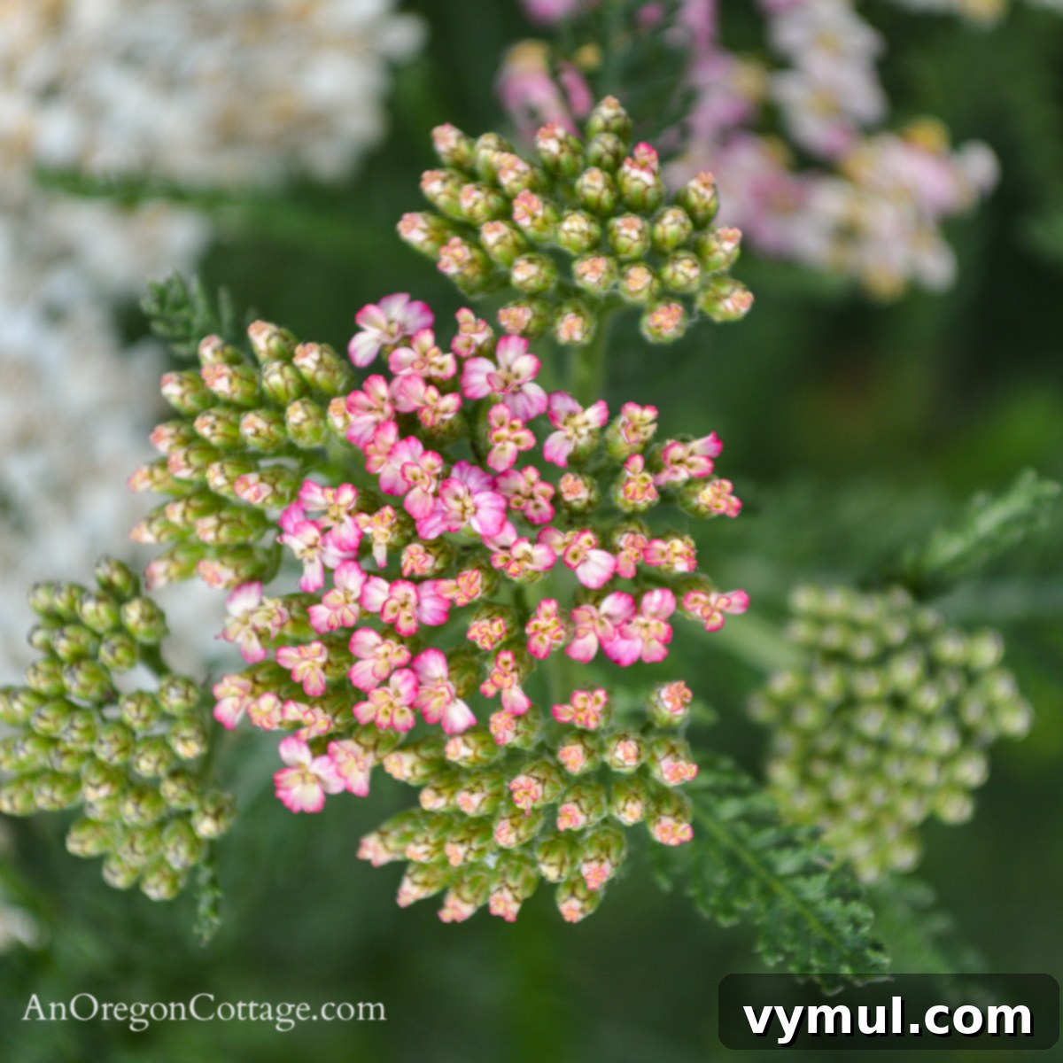 Foolproof Perennials 5 pink yarrow blossom