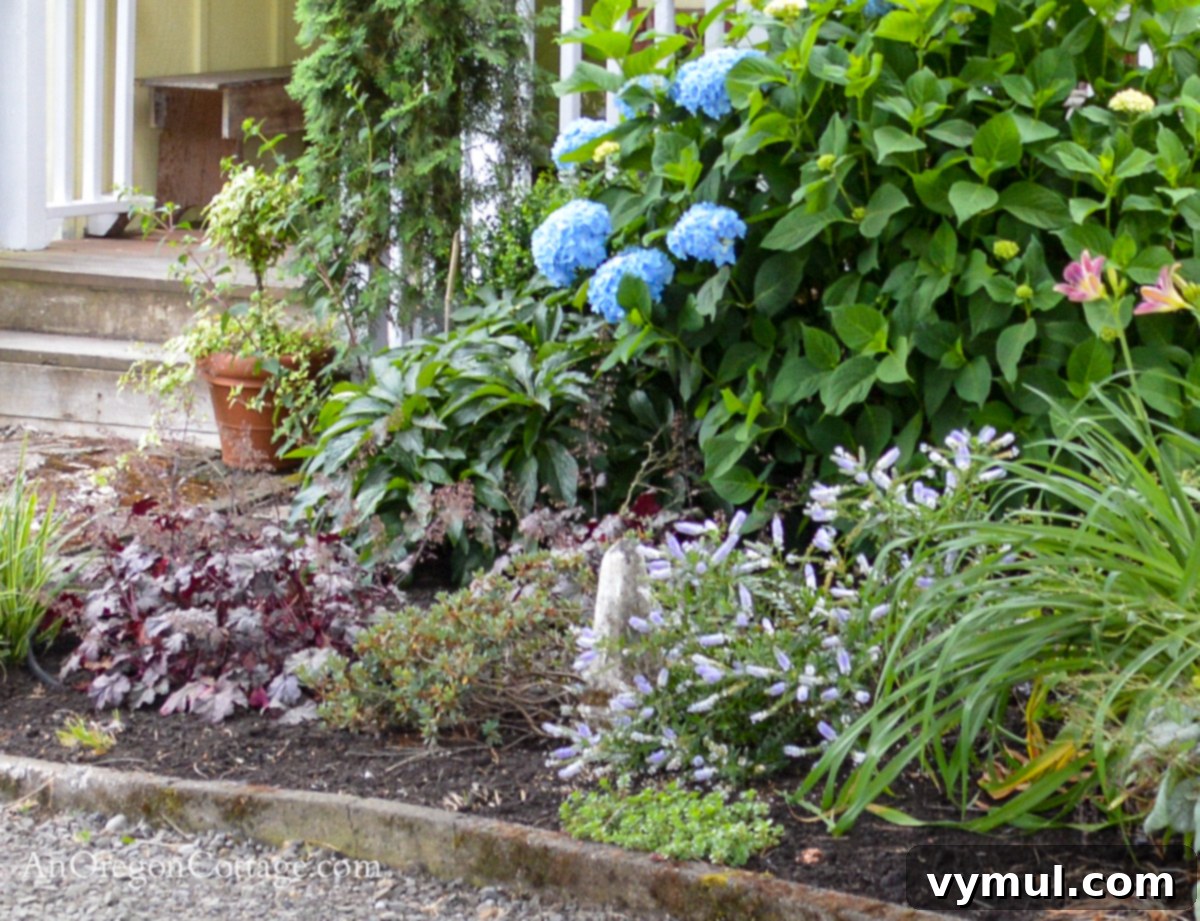 Foolproof Perennials 6 Front Porch Garden-heuchera and hebe perennials