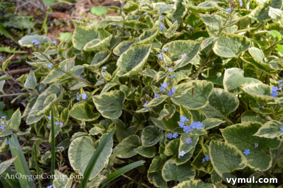 Foolproof Perennials 7 Jack Frost Brunnera in bloom
