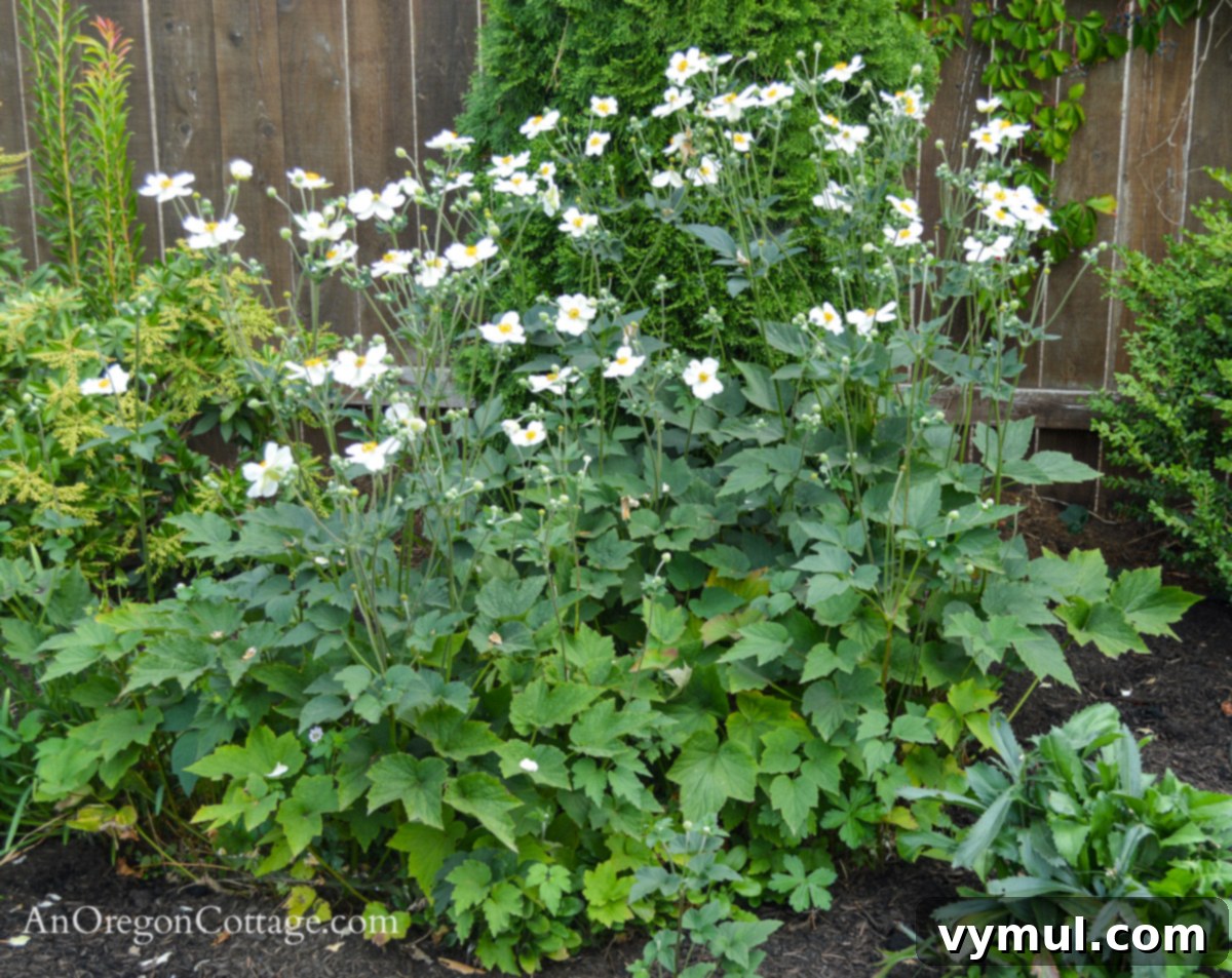Foolproof Perennials 8 white Japanese anemones in bloom