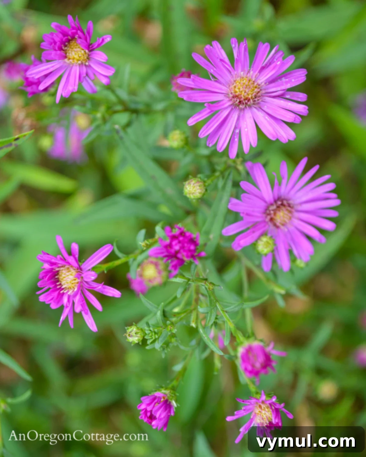 Foolproof Perennials 9 September purple asters close