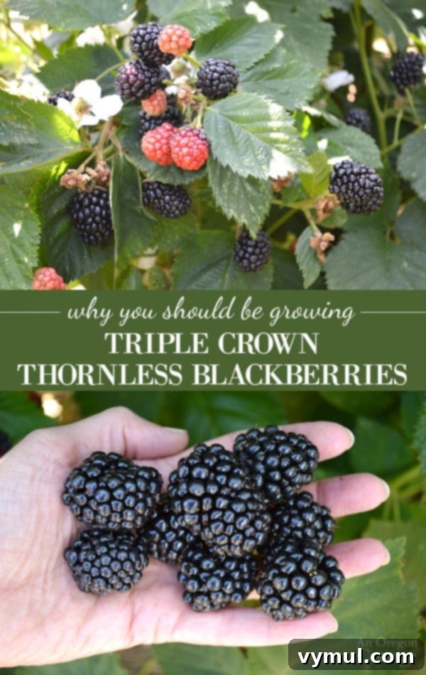 Beyond the Thorns: 5 Compelling Reasons to Plant Triple Crown Blackberries 2 Why you should be growing Triple Crown Thornless blackberries